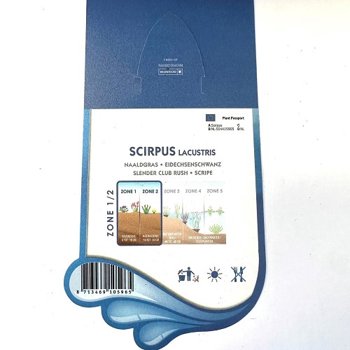 Scirpus lacustris - Naaldgras