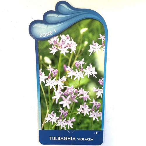 Tulbaghia violacea- Kaapse knoflook