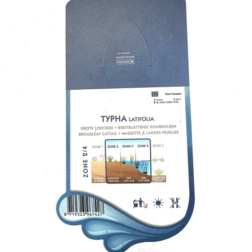 Typha latifolia- Grote lisdodde