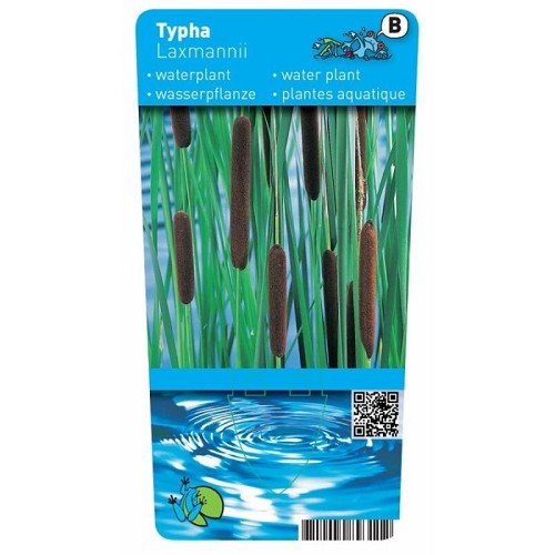 Typha laxmannii