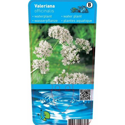 Valeriana officinalis