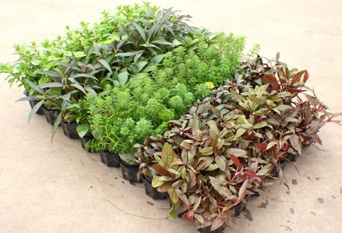 Plant package assortment 18x6 pc.