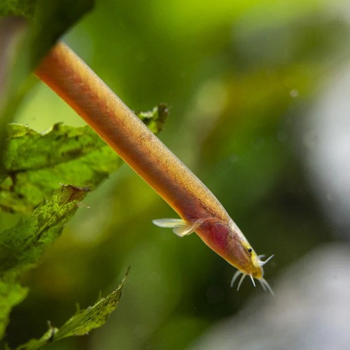 Pangio bitaimaci - Neon Coolie Loach