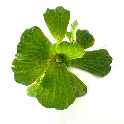 Ceratopteris petroides