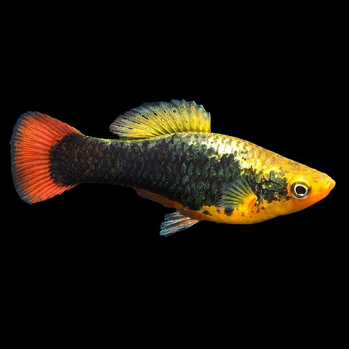 Xiph.maculatus   Platy hawaii M