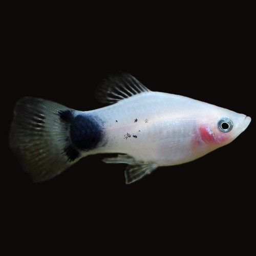 Xiphophorus maculatus - Platy white Mickey Mouse