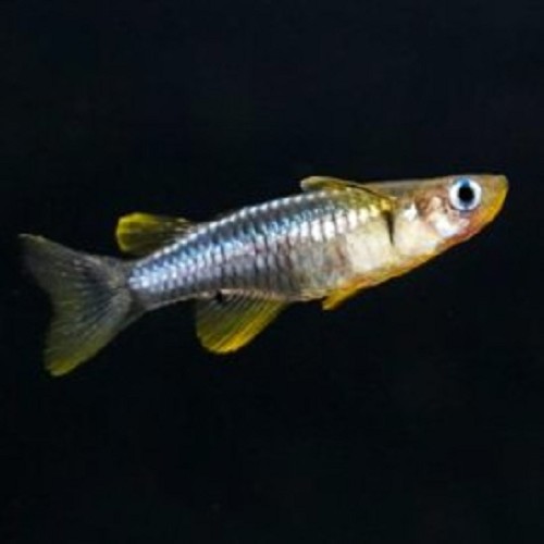 Pseudomugil palludicola