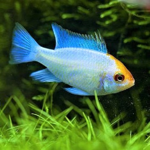 Apist.ramirezi electric blue gold head