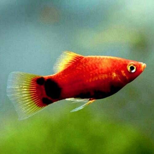 Xiph.maculutus  Platy Micky Mouse red  M
