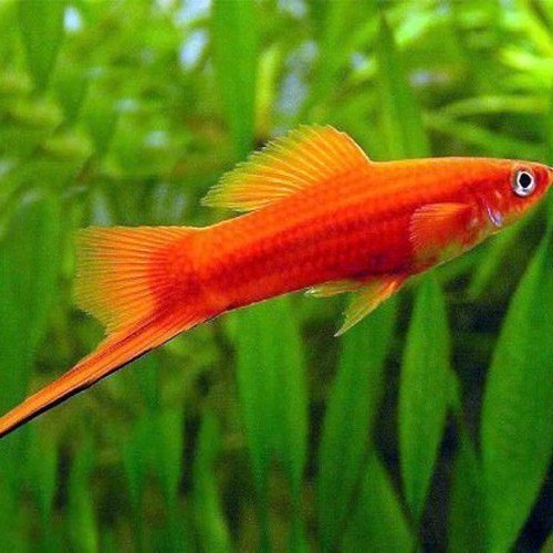 Xiphophorus helleri - Swordtail red velvet ML