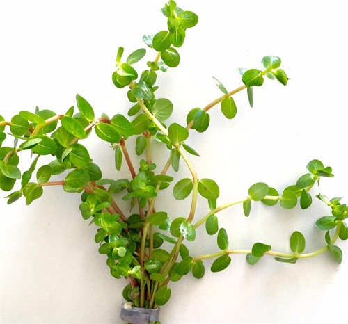 Rotala rotundifolia bunch