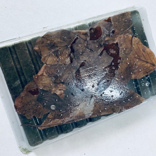 Shrimp-Crab-Pleco mix food frozen in blister pack