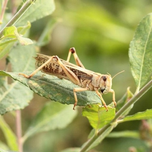 Sprinkhaan Locusta maat 8 in doosje