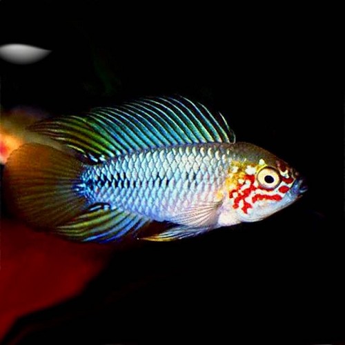 Apistogramma sp. opal - Opal 's dwarf cichlid M