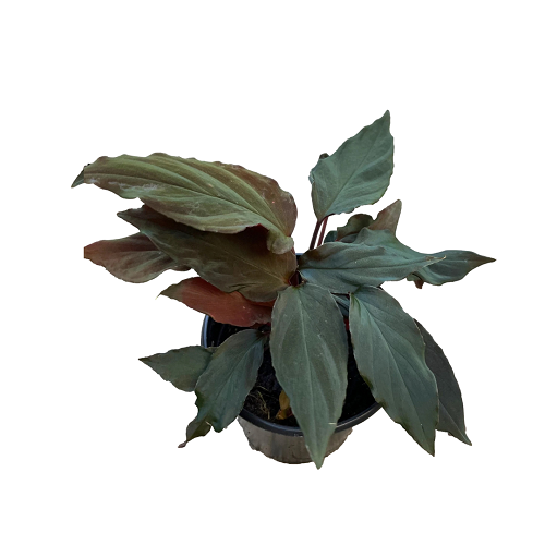 Homalomena humilis tai in pot