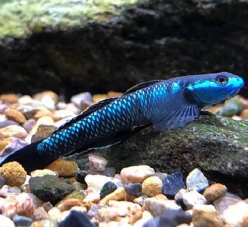 Stiphodon sp. blue