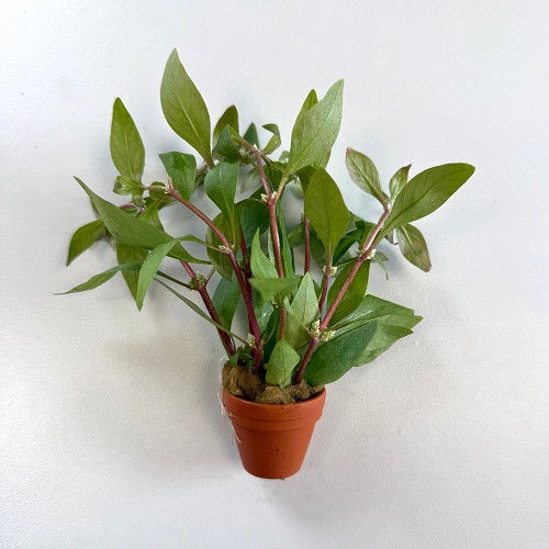 Alternanthera reineckii - Magenta Water Hedge in terra cotta pot