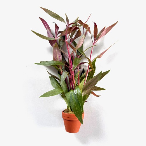 Alternanthera rosaeofolia in terra cotta pot