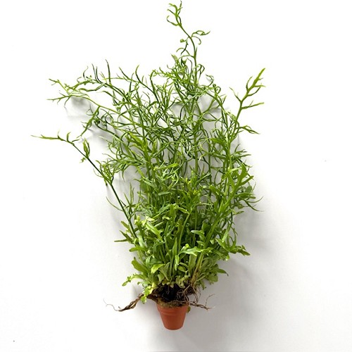 Ceratopteris cornuta - Sumatra Water Sprite in terra cotta pot