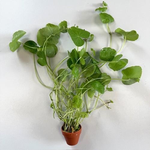 Hydrocotyle leucocephala in terra cotta pot