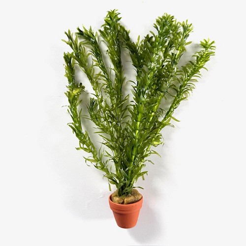 Elodea densa terra cotta pot
