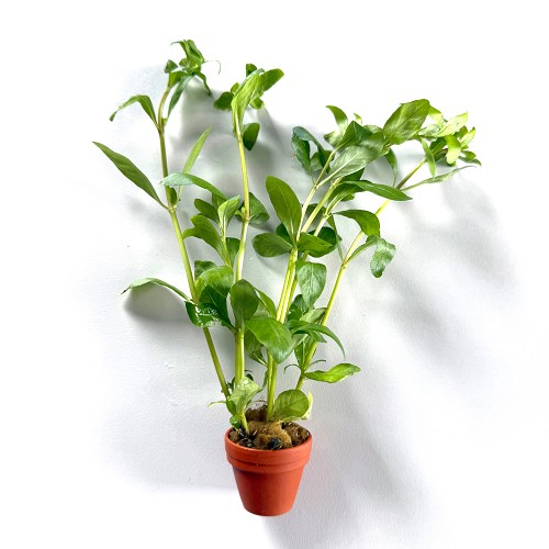 Hygrophila polysperma - Dwarf Hygrophila in terra cotta pot