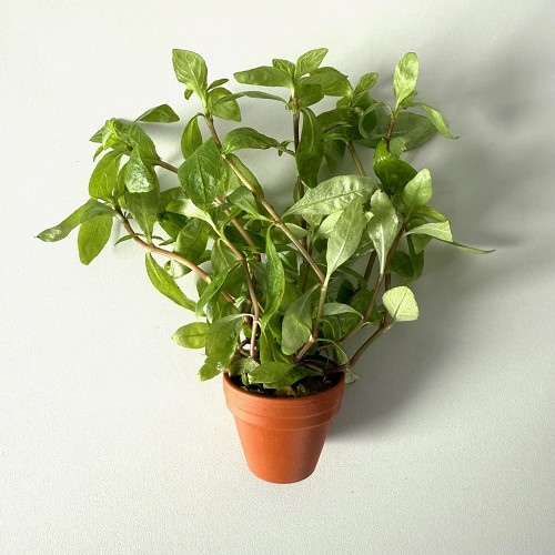 Hygrophila roseanerva in terra cotta  pot