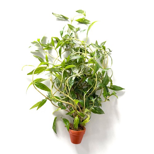 Hygrophila pantanl 'wavy in terra cotta pot