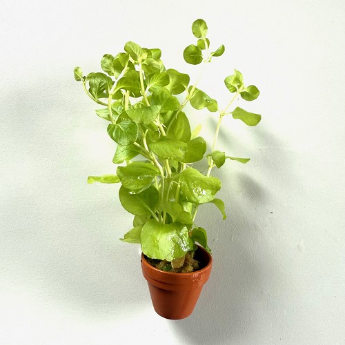 Lysimachia nummularia aurea in terra cotta pot