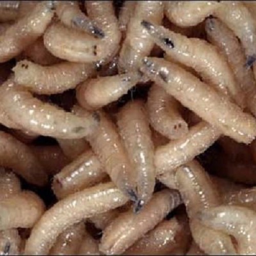 Maggot in box of 100cc