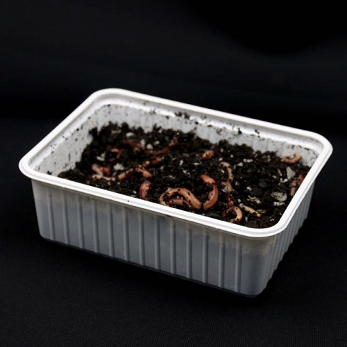 Worms 200 gram