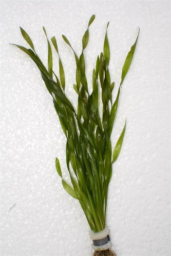 Vallisneria asiatica - Corkscrew vallisneria  (twisted leaf) bunch