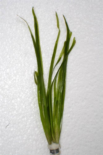 Vallisneria spiralis - Straight Vallisneria (straight and narrow leaf) bunch