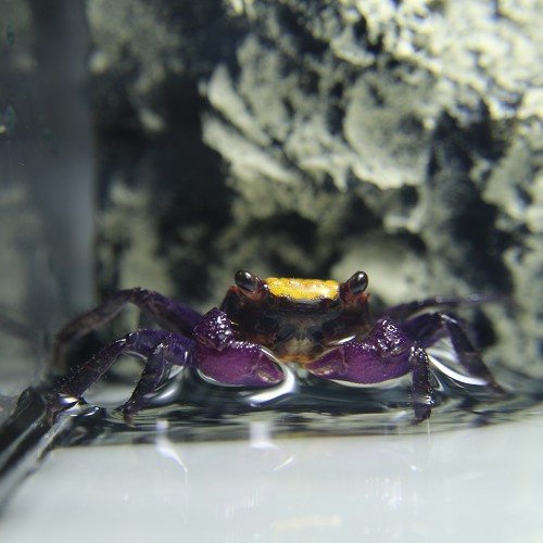 Geosesarma sp. Vampierkrab mix
