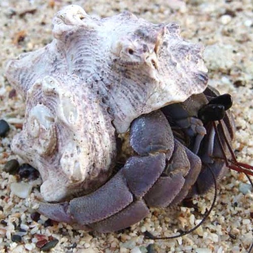 Hermit crab violet