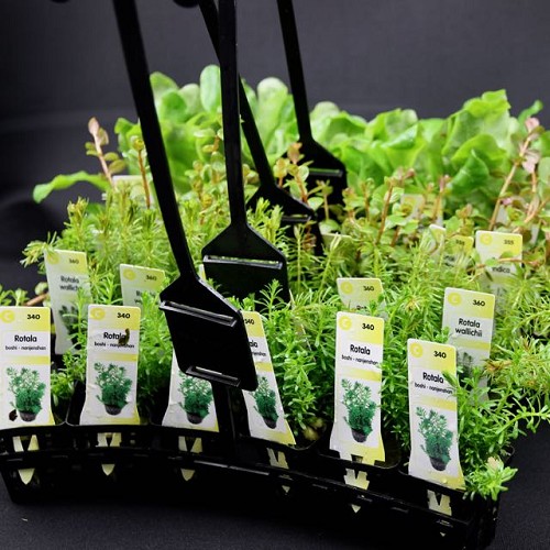 Plant package A 4x6 pc. Low species