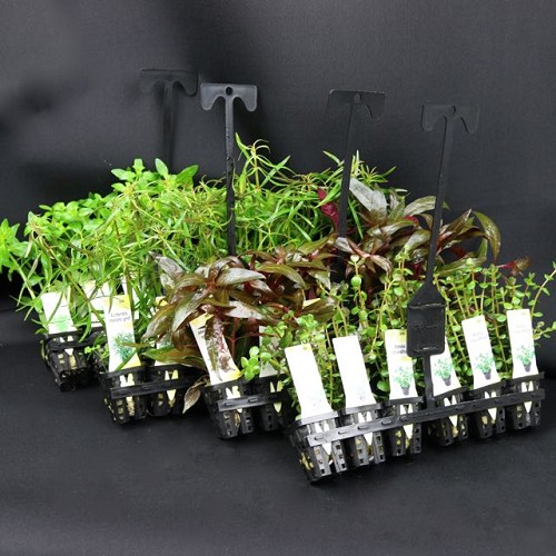 Plant package C 4x6 pc. High species