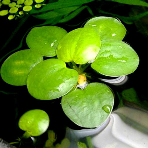 Limnobium spongia - Amazon frogbit