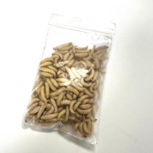Wax moth larvae frozen 50 gram