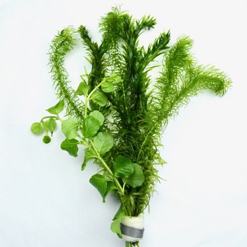 Bunch cold water mix 3 varieties

