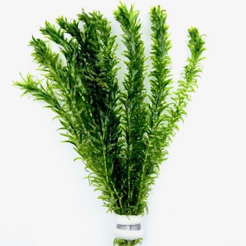 Elodea densa bunch