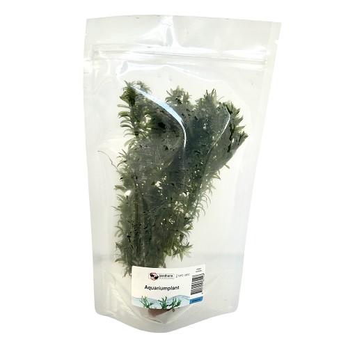 Elodea densa bunch