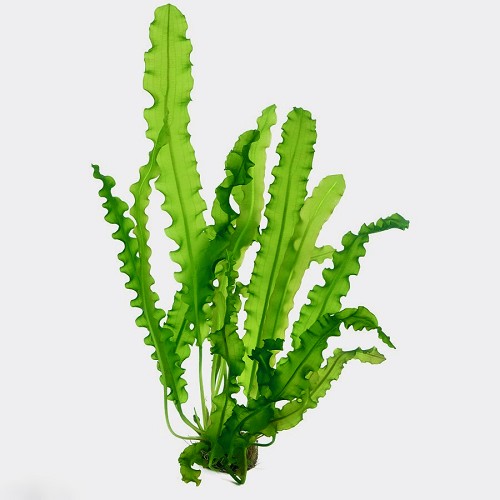 Aponogeton longiplumulosus bulbs