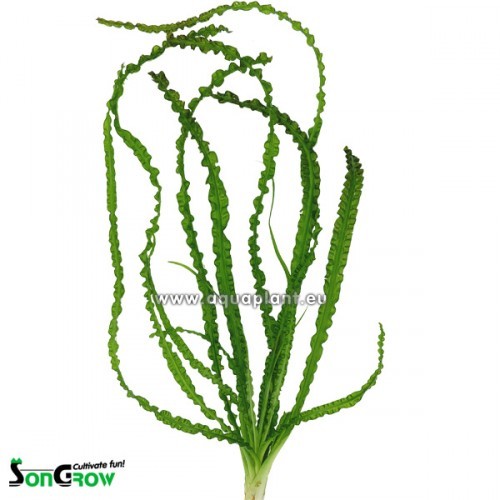 Crinum calamistratum bulbs