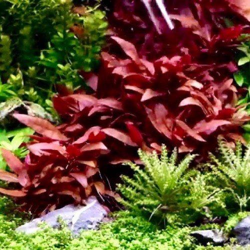 Alternanthera reineckii mini - Magenta Water Hedge mini in pot