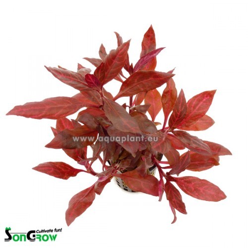 Alternanthera reinickii rosanervig in pot