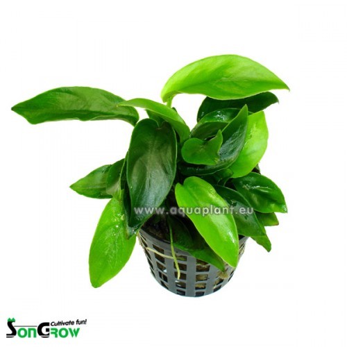 Anubias bonsai (nana mini) in pot