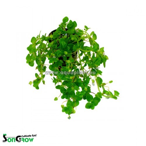 Bacopa australis in pot