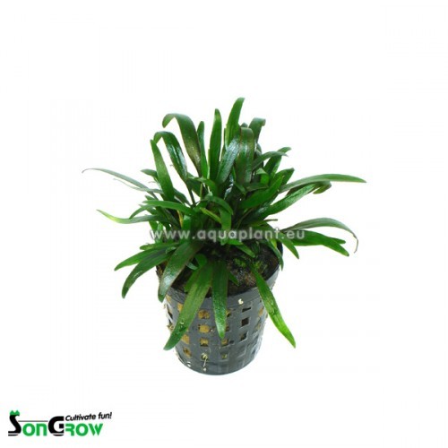 Cryptocoryne parva