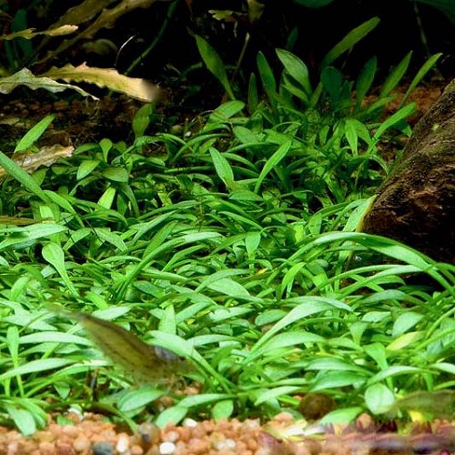 Cryptocoryne parva